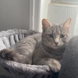 Picture of cat lost at Anse