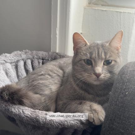 Photo 1/1 Pera Chat lost in Anse