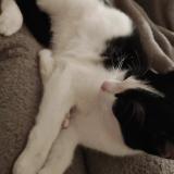 Picture of cat lost at Saint Michel