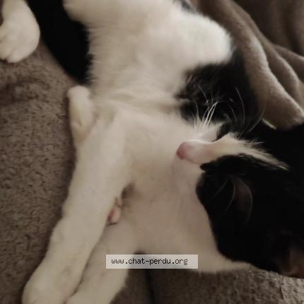 Photo 1/1 Calie Chat lost in Saint michel