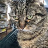 Picture of cat lost at Paris