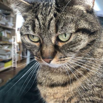 Photo 1/1 Cat reunited Lost in Paris