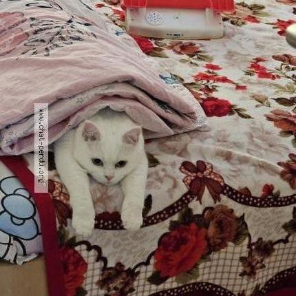 Photo 1/1 Mia Chat lost in Oostende