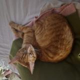 Picture of cat found at Valserhone