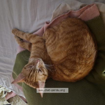 Photo 1/1 Found cat Found in Valserhone