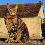 Picture of cat lost at Marcheville