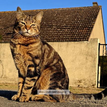 Photo 1/1 Chester Chat lost in Marcheville