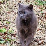 Picture of cat found at Wattrelos