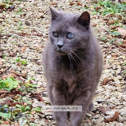 Photo 1/1 Found cat Found in Wattrelos