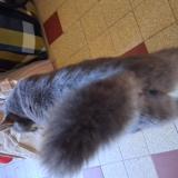 Picture of cat lost at Marsangy