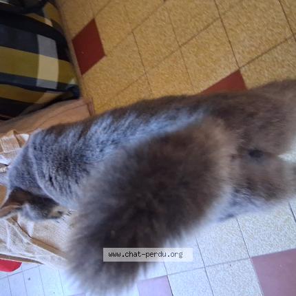 Photo 1/1 Boh&egrave;me Chat lost in Marsangy