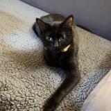 Picture of cat lost at Paris