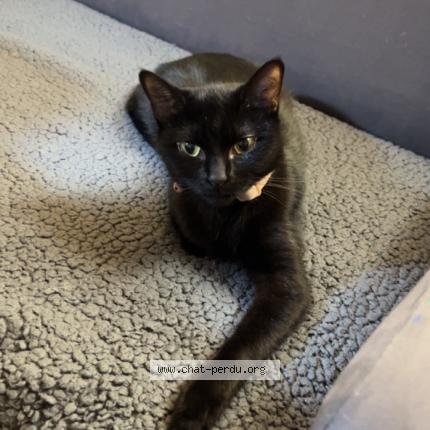 Photo 3/3 Moon Chat lost in Paris