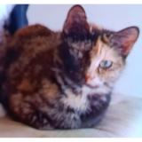 Picture of cat lost at Bagneux