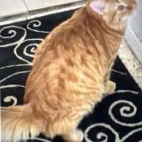 Picture of cat lost at Tucson