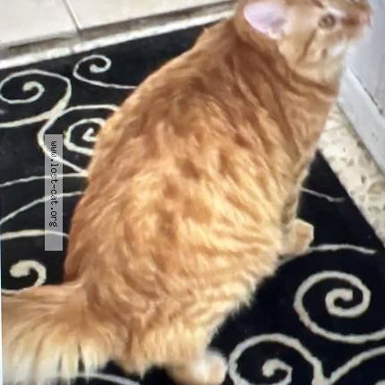 Photo 1/1 Boyboy Chat lost in Tucson