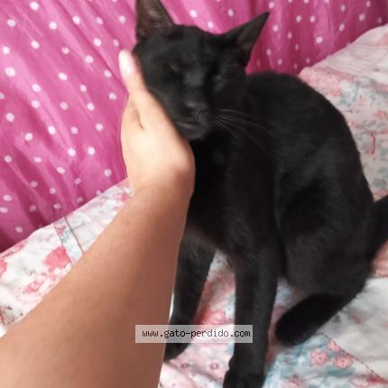 Photo 1/1 Ezio "Ardillita" Chat lost in Progreso