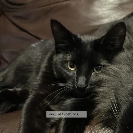 Photo 1/1 kiesha kiki Chat lost in Englewood