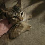 Picture of cat found at North Richland Hills