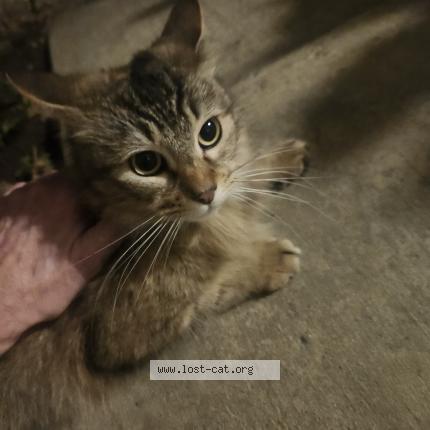 Photo 1/1 Found cat Found in North richland hills