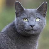 Picture of cat found at Etobicoke