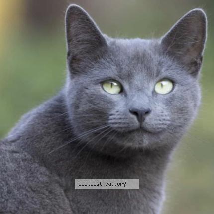 Photo 1/1 Found cat Found in Etobicoke