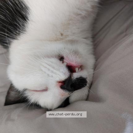 Photo 1/1 Kiki Chat lost in Rives de l yon