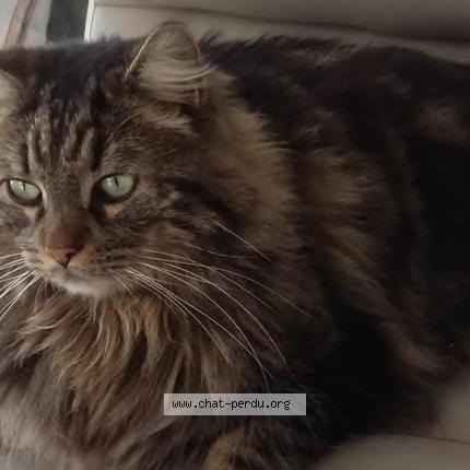 Photo 1/1 Bounty Chat lost in Avon