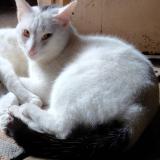 Picture of cat lost at Pune