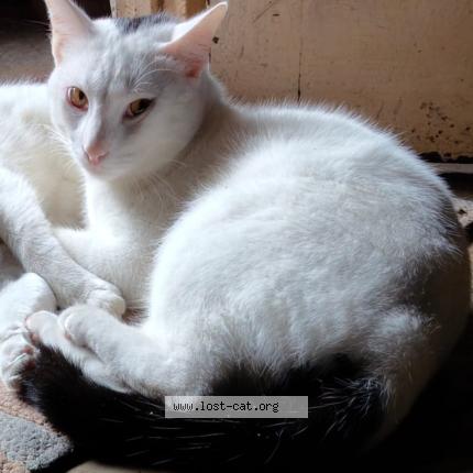 Photo 1/1 Gems Chat lost in Pune