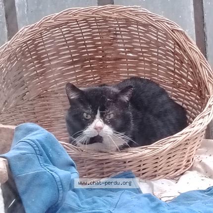 Photo 1/1 Found cat Found in Bourges