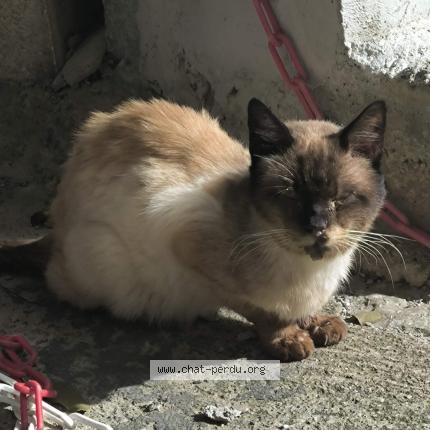 Photo 1/1 Found cat Found in Bastia