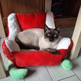 Picture of cat lost at Nesle