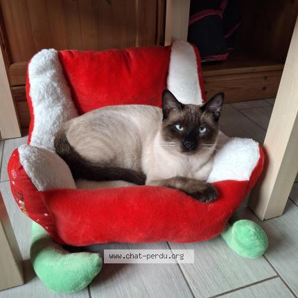 Photo 1/1 Cosmos Chat lost in Nesle