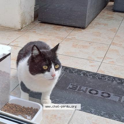 Photo 1/1 CAPUCIN Chat lost in St vallier de thiey