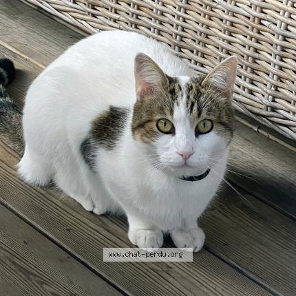 Photo 1/1 MICKEY Chat lost in Le teich