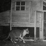 Picture of cat found at Laroquebrou