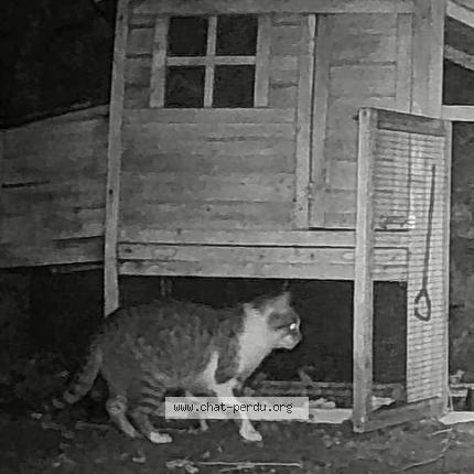 Photo 1/2 Found cat Found in Laroquebrou