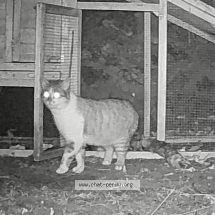 Photo 2/2 Found cat Found in Laroquebrou