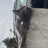 Picture of cat found at La Madeleine