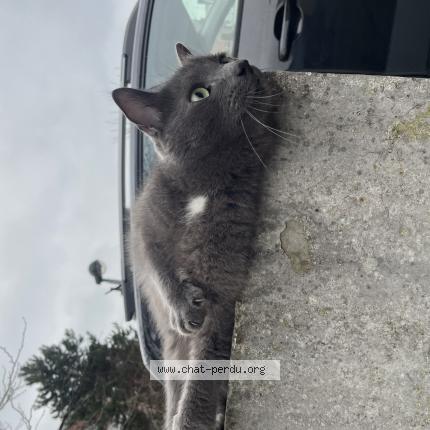 Photo 1/1 Found cat Found in La madeleine