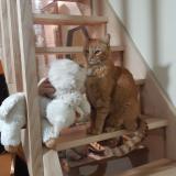 Picture of cat lost at Le Lioran