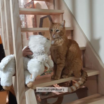 Photo 1/1 Rocky Chat lost in Le lioran