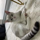 Picture of cat lost at Pont De L Isere