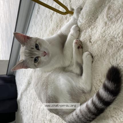 Photo 1/1 Mia Chat lost in Pont de l isere