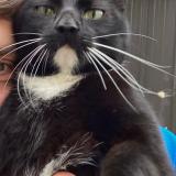 Picture of cat lost at Medreac