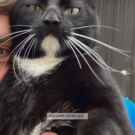 Photo 1/1 Bmabou Chat lost in Medreac