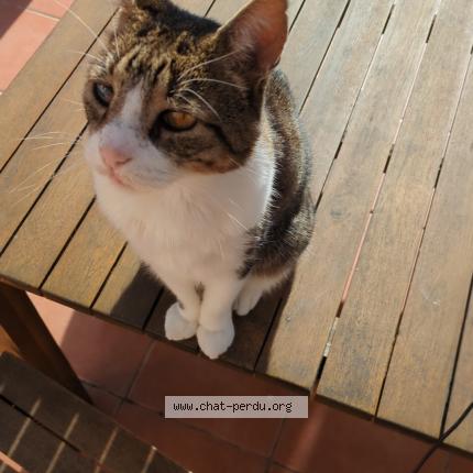 Photo 1/1 Kaya Chat lost in Hyeres