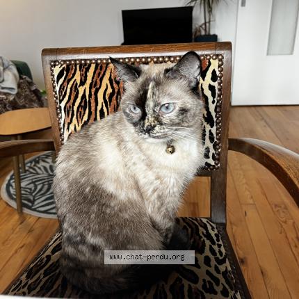 Photo 1/1 Freya Chat lost in La rochelle