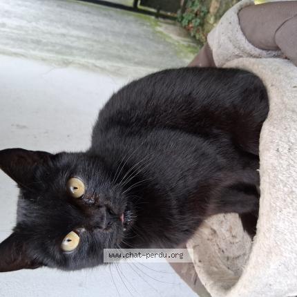 Photo 1/1 Fidji Chat lost in Aulnay sous bois